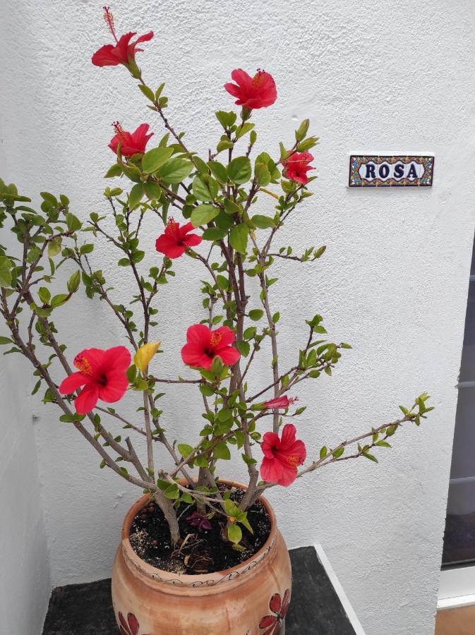 Rosa Eden * La Asomada (Lanzarote)