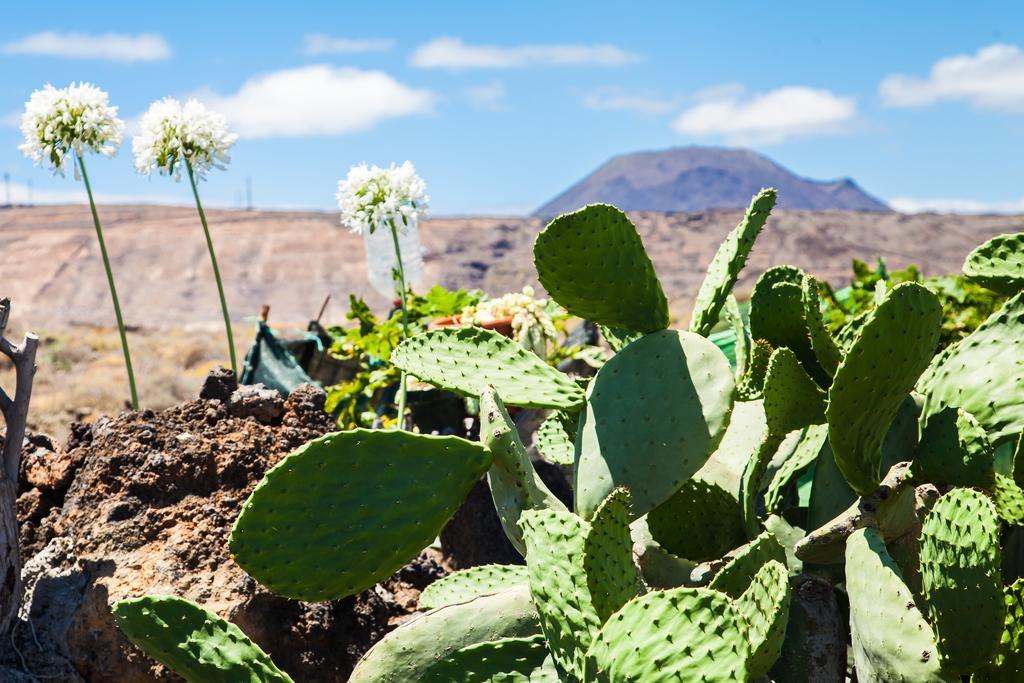 Ocean Arrieta (Lanzarote)