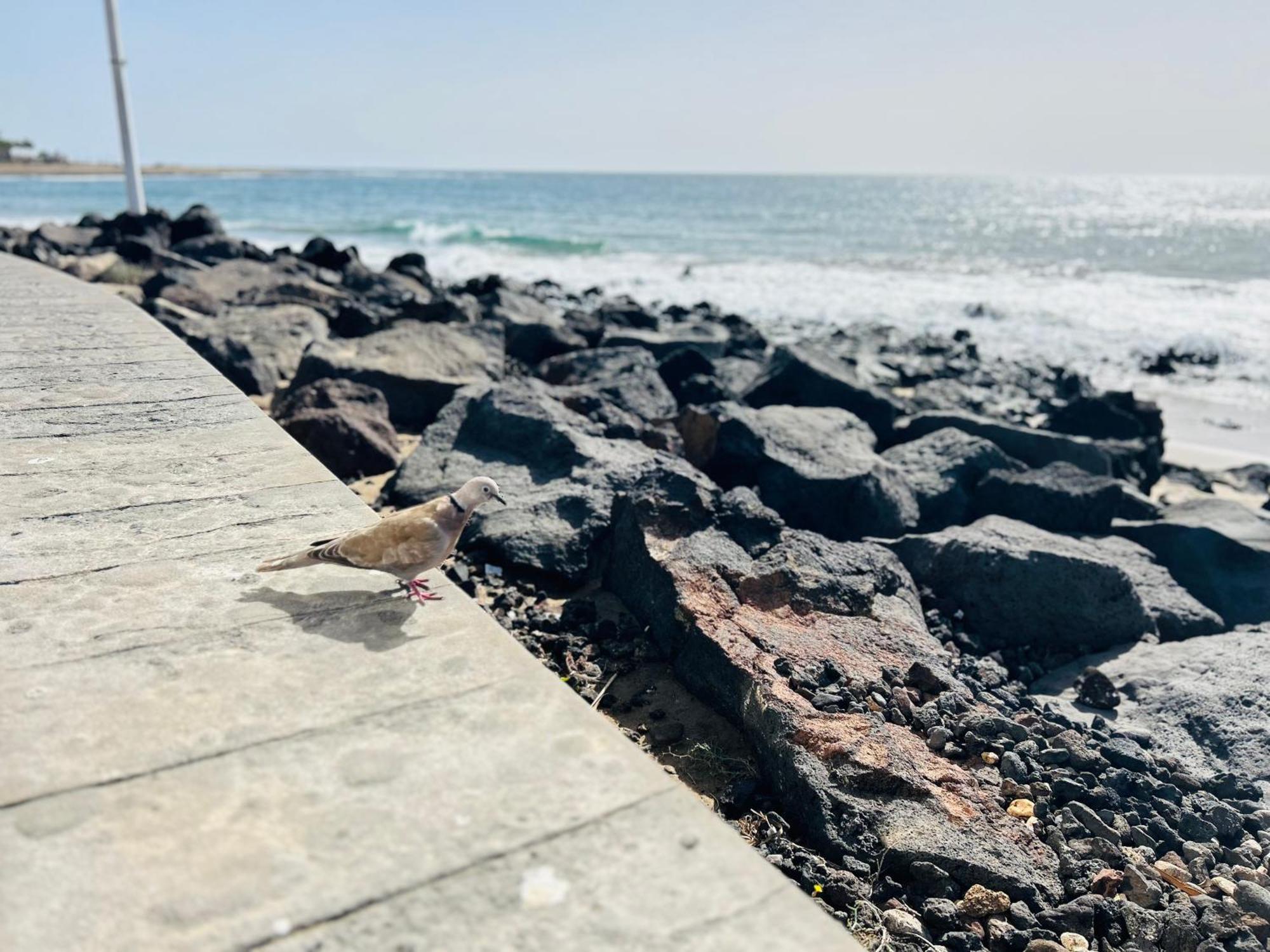-montorian -lanzarote *
