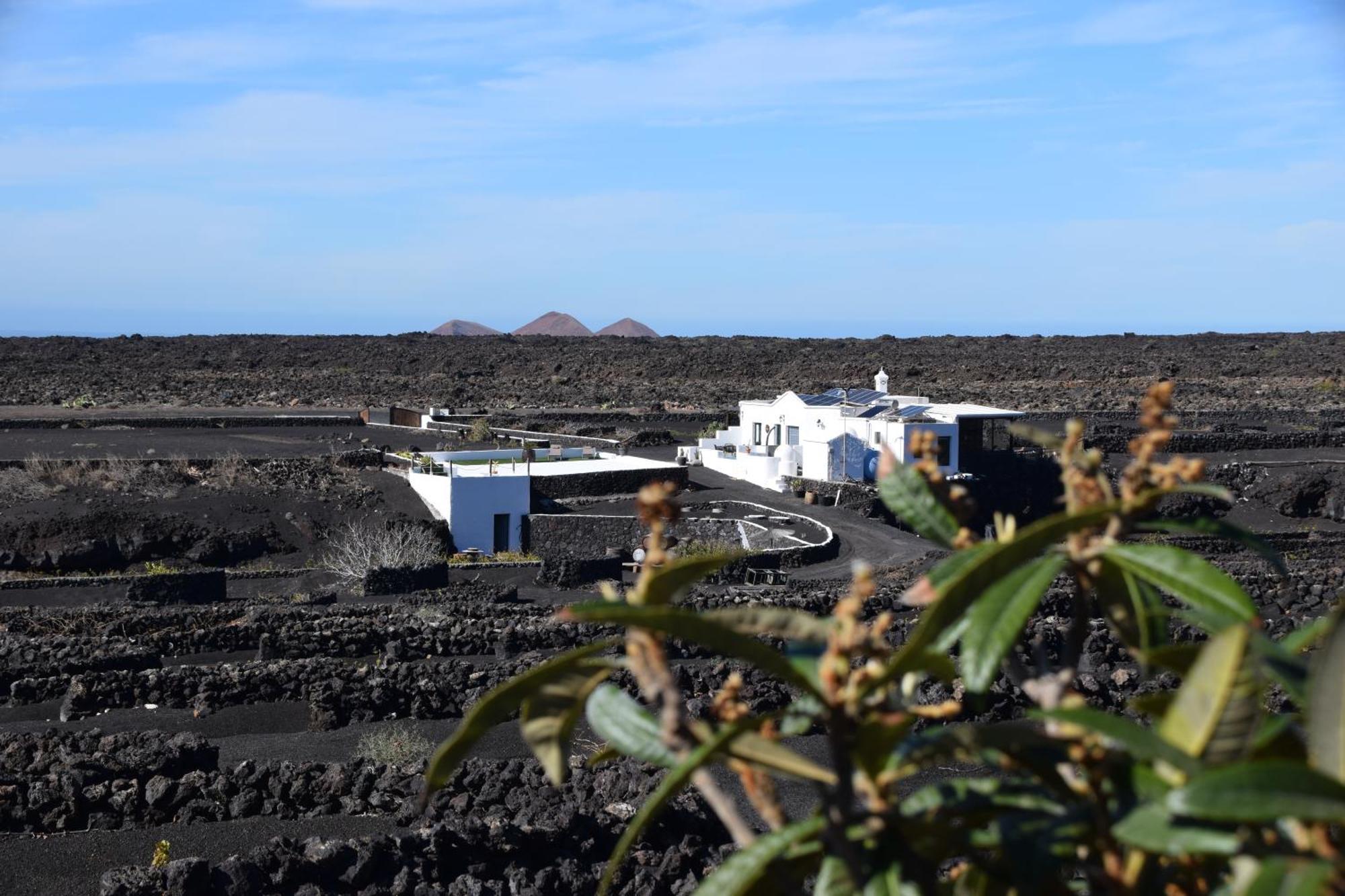 Canaryislandshost I Vinedos *