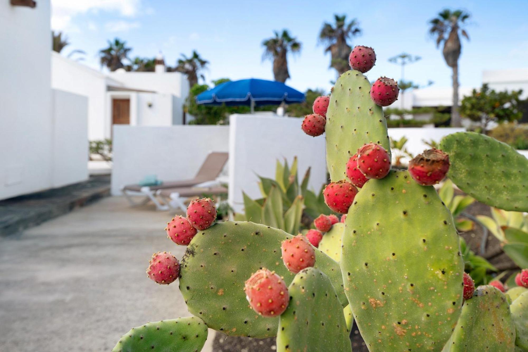Casa Aloe * Haría