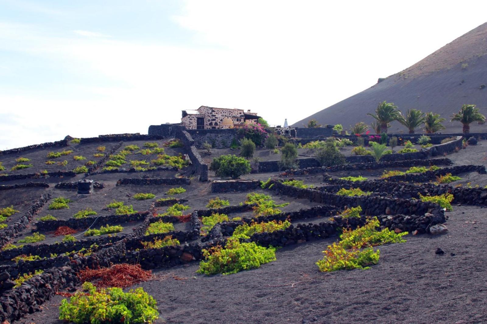 Vega De Timanfaya Uga