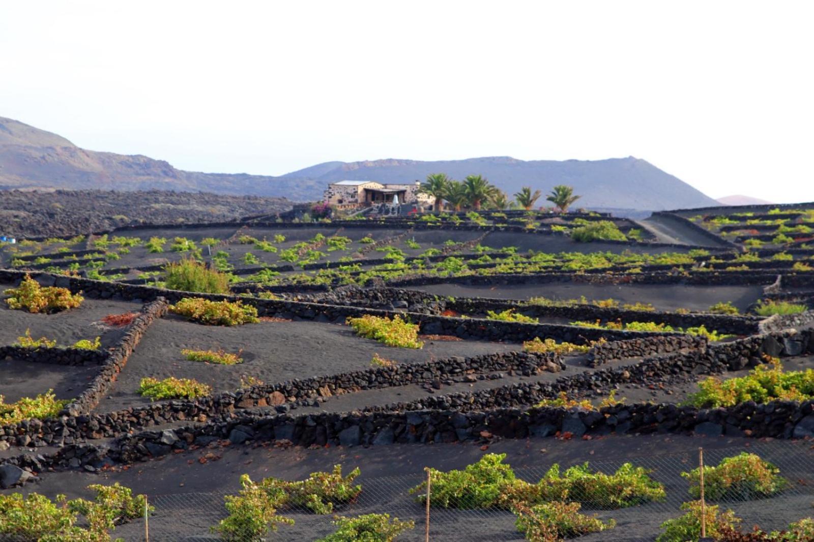 Vega De Timanfaya Uga