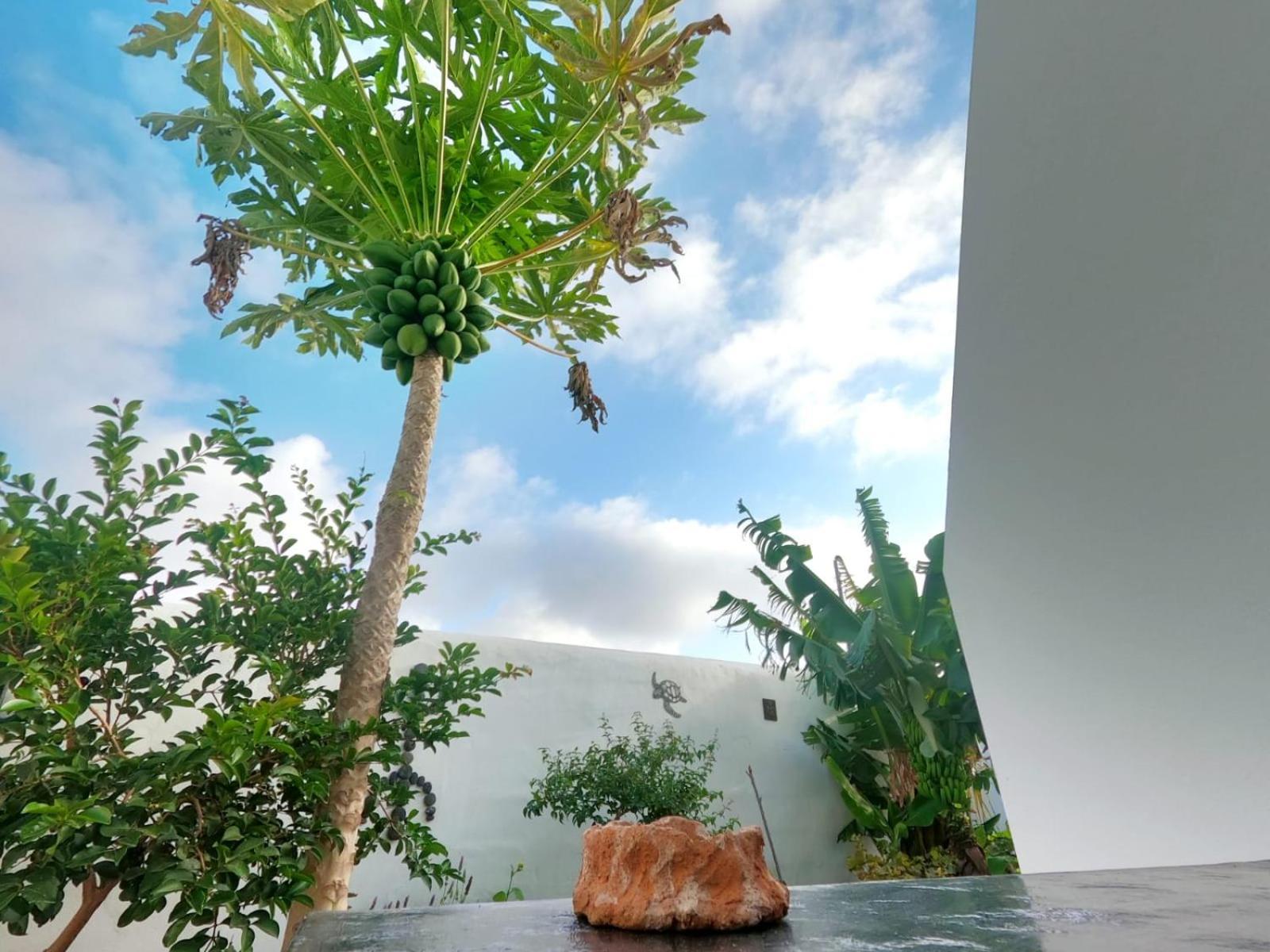 Jardin Del Mar * Tinajo