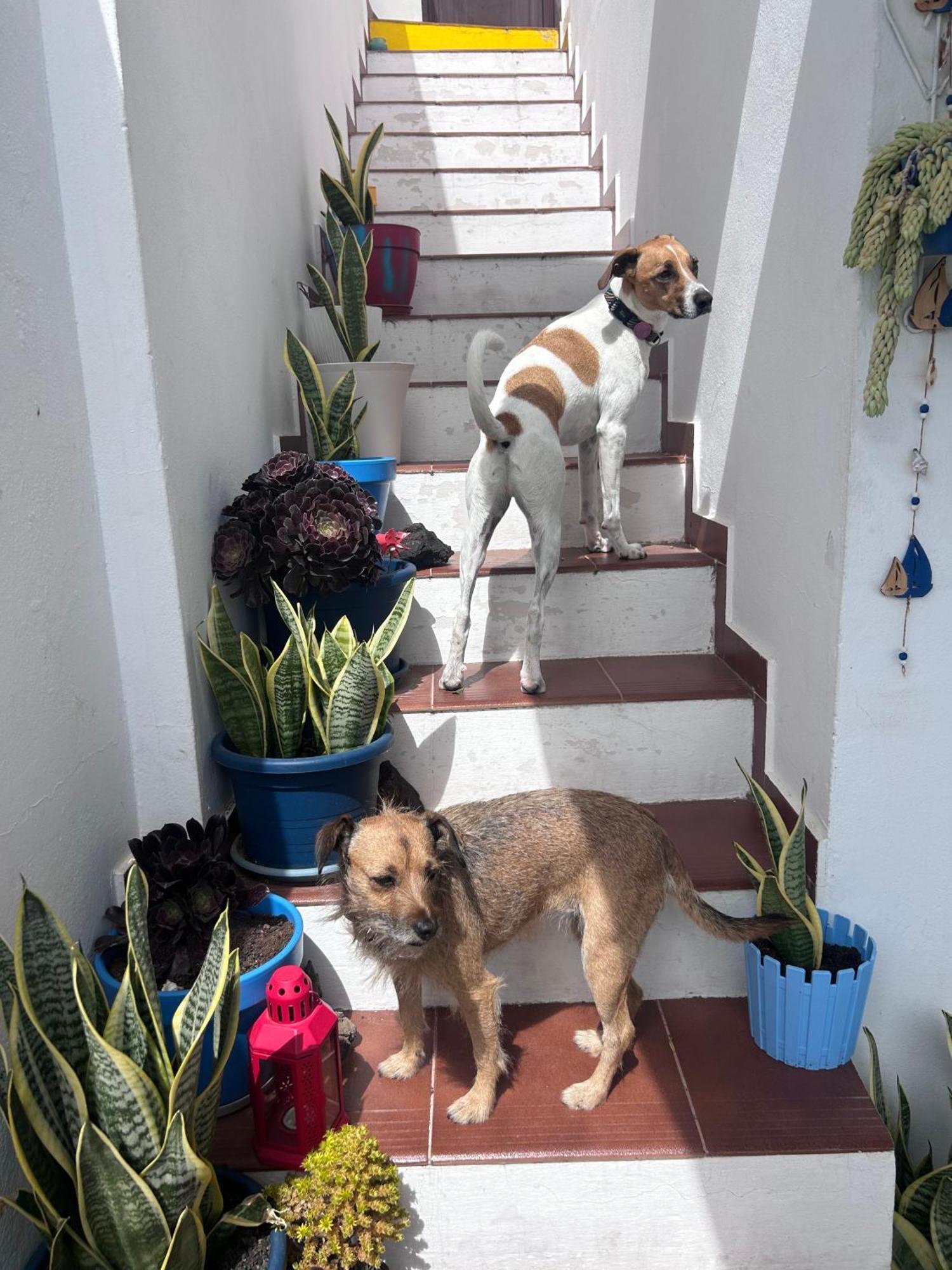 La Buganvilla *