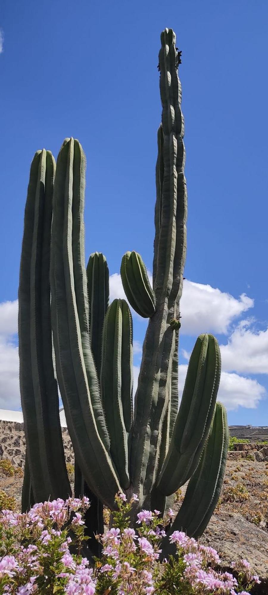 Casa Volcanica El Cabezo *