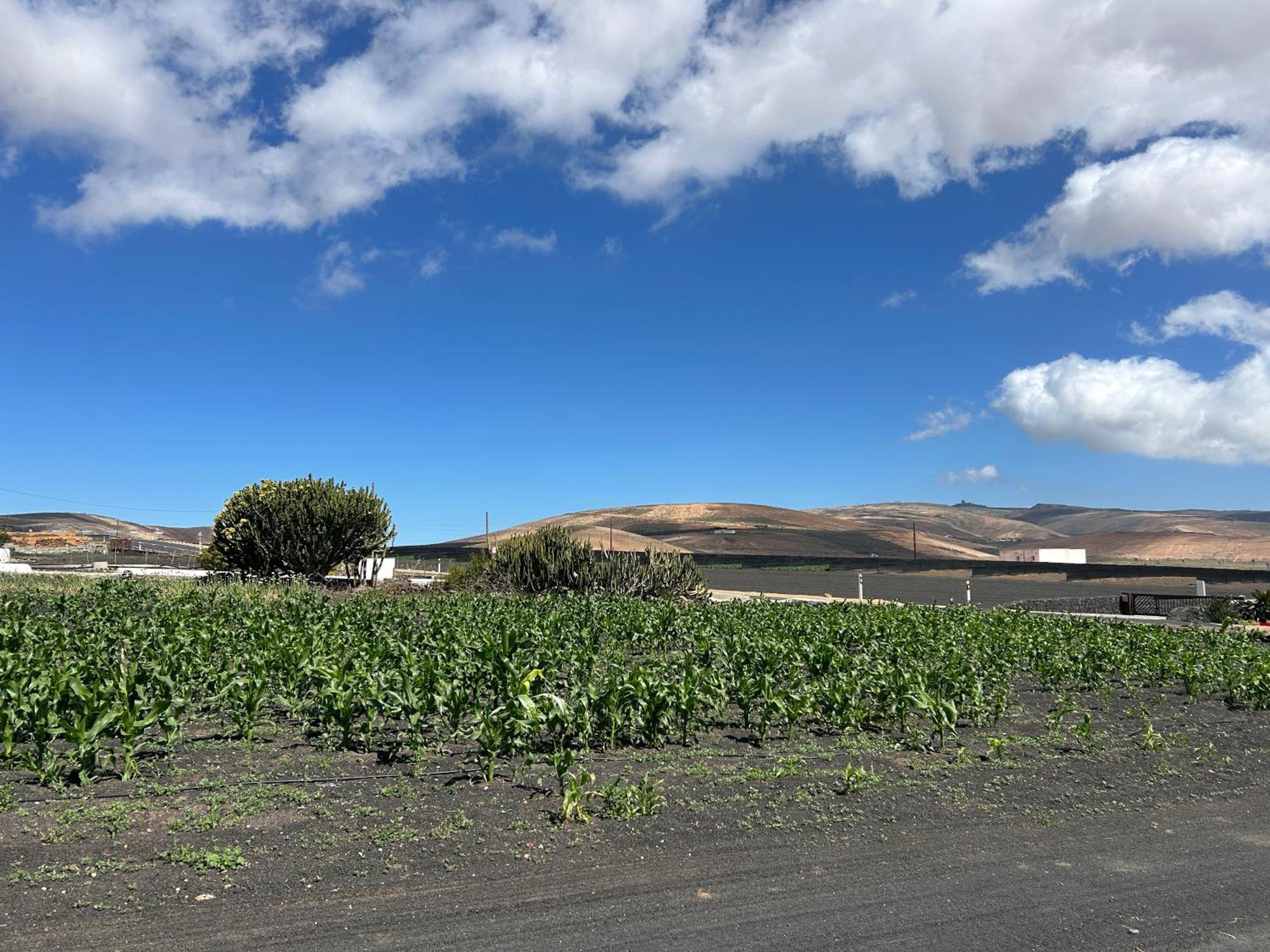 Sombra De Guanapay * Teguise (Lanzarote)