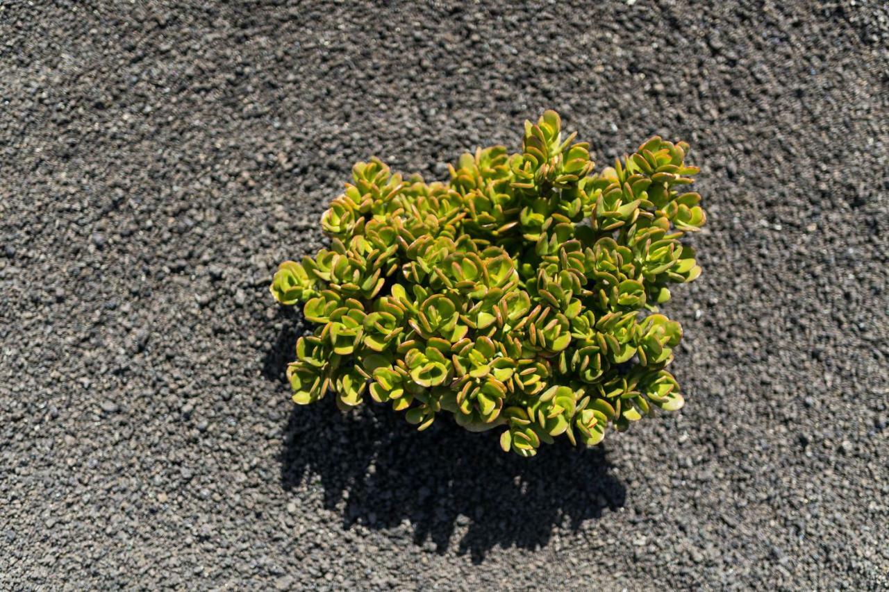 Taguluche Famara