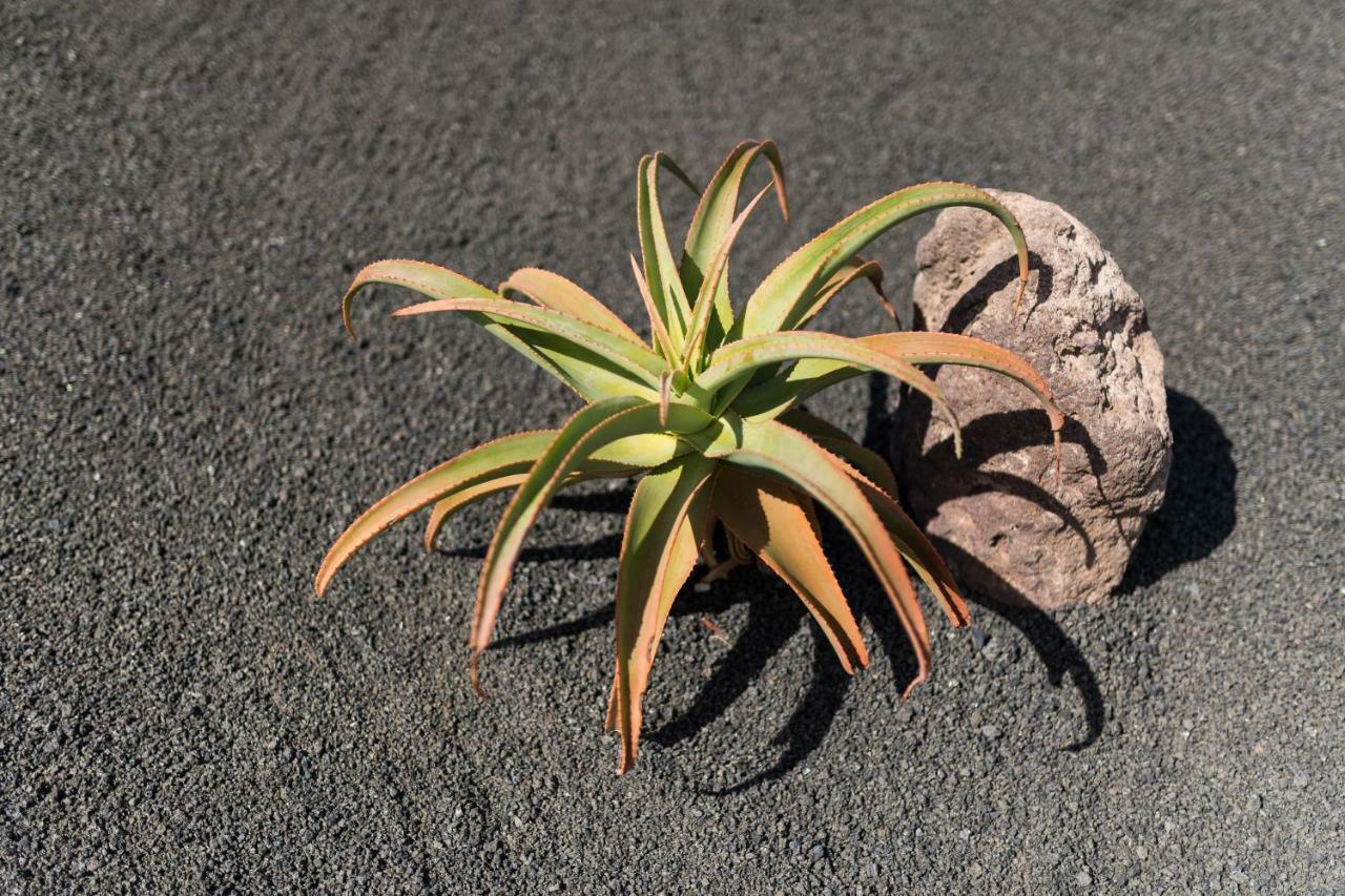 Taguluche Famara