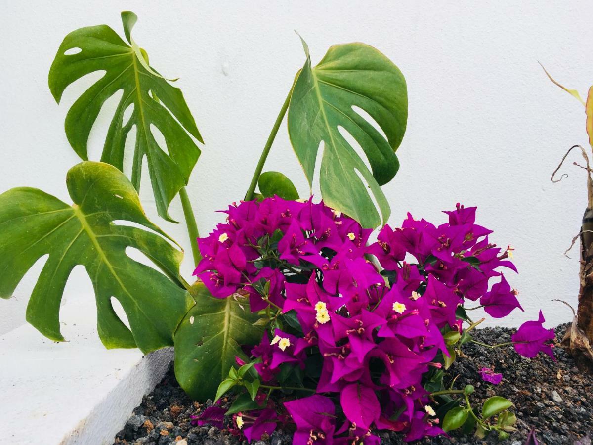 Apartamento The Little White House, Flower 9