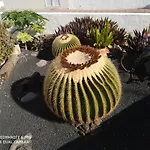 Caracola azul