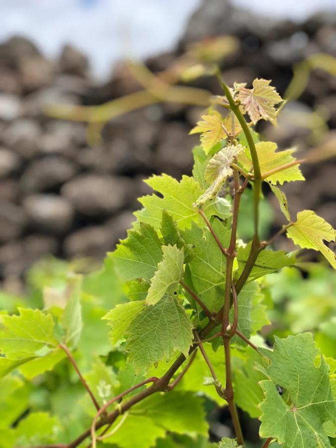 Cuarto Botánico Сasa de vacaciones