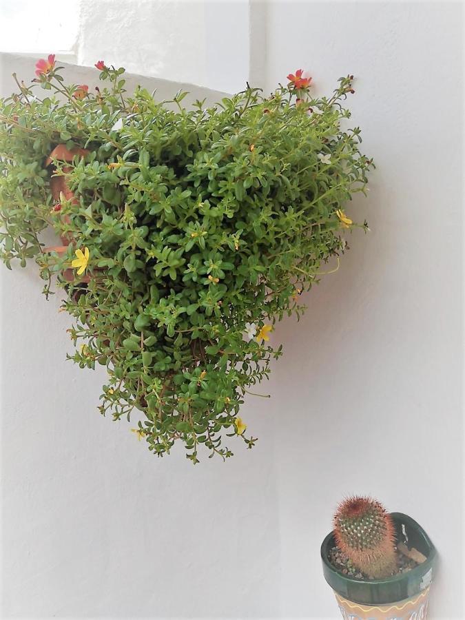Apartamento Budda House Puerto Del Carmen. Tías