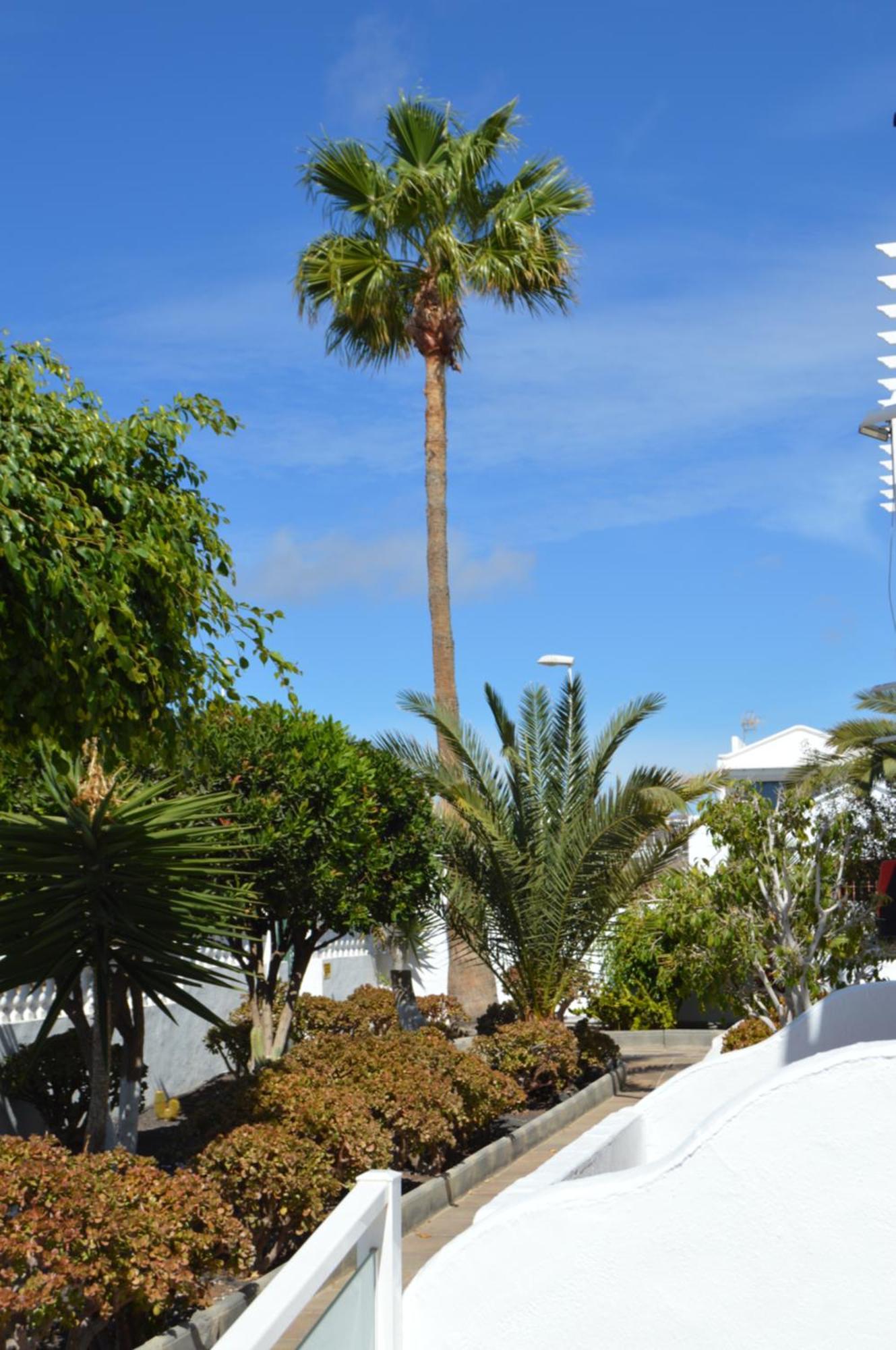 Lava Teneguia, 5 Guests In 2 Bedrooms Apartment Puerto del Carmen (Lanzarote)