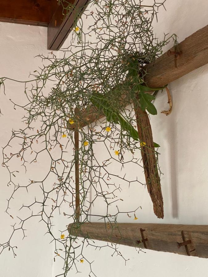 Casa Camelio Macher