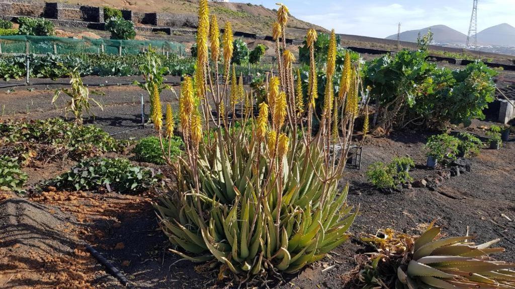 Oasis Vasiliko Lanzarote - Buena Vista * Tías
