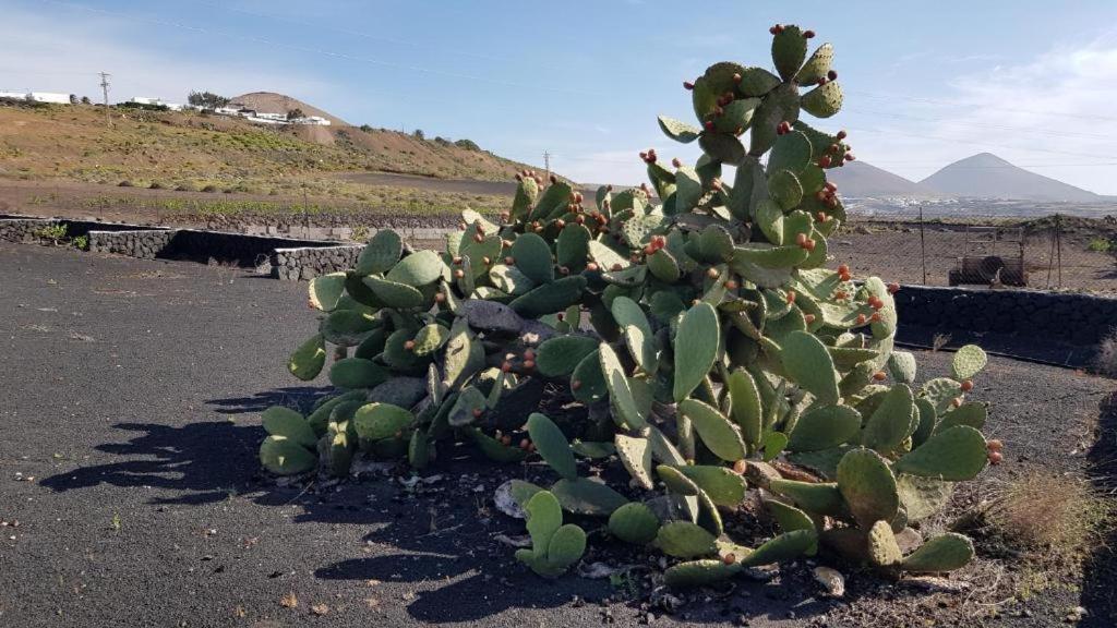 Oasis Vasiliko Lanzarote - Buena Vista