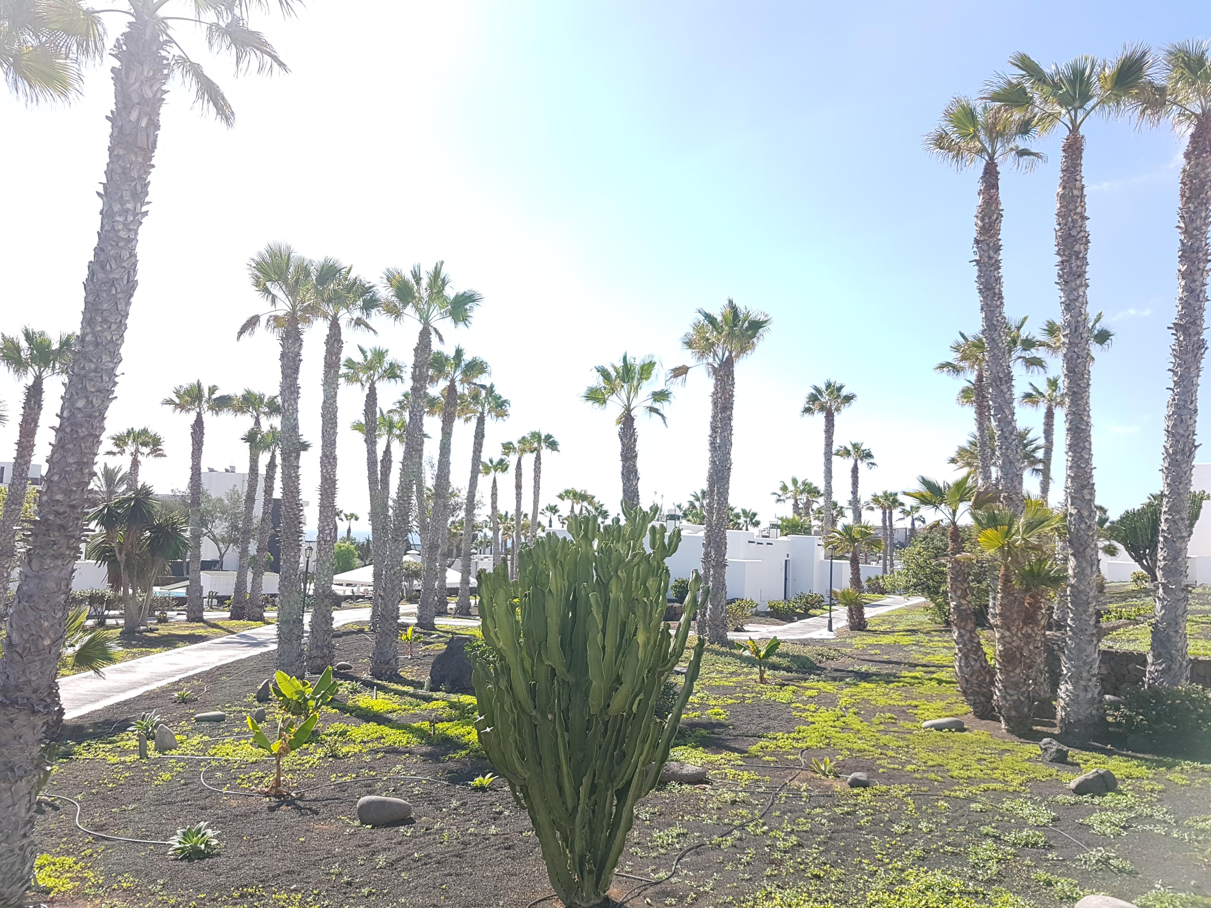 Palmeras Garden * Playa Blanca (Lanzarote)