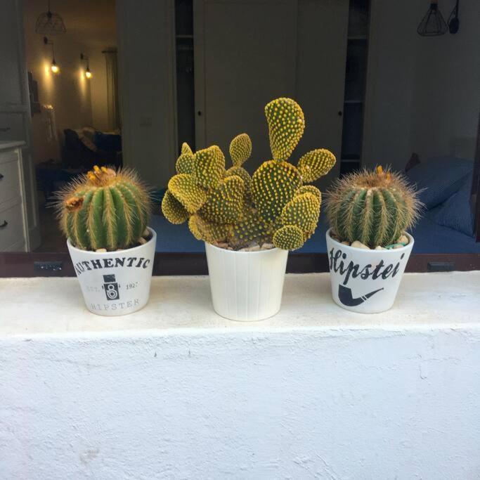 Apartment Cactus