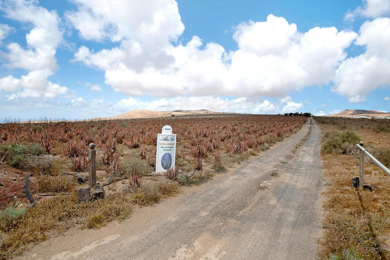 Aloe Art * Teguise (Lanzarote)
