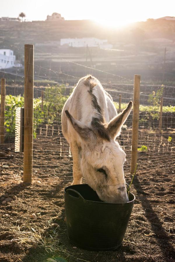 Hektor - Farm, Arts & Bed & Breakfast *