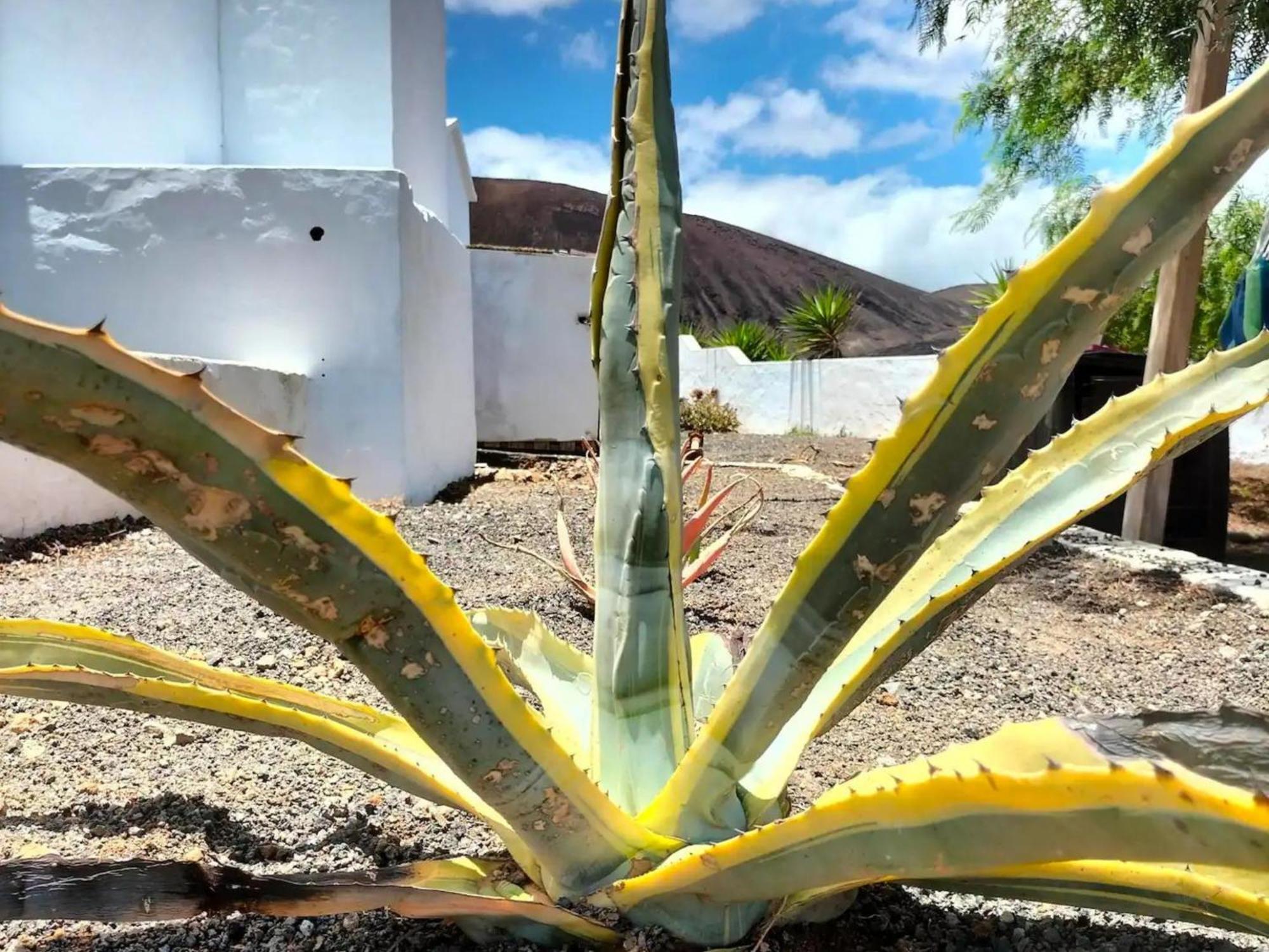 Holiday home Casa Leonida Ocean Volcano House
