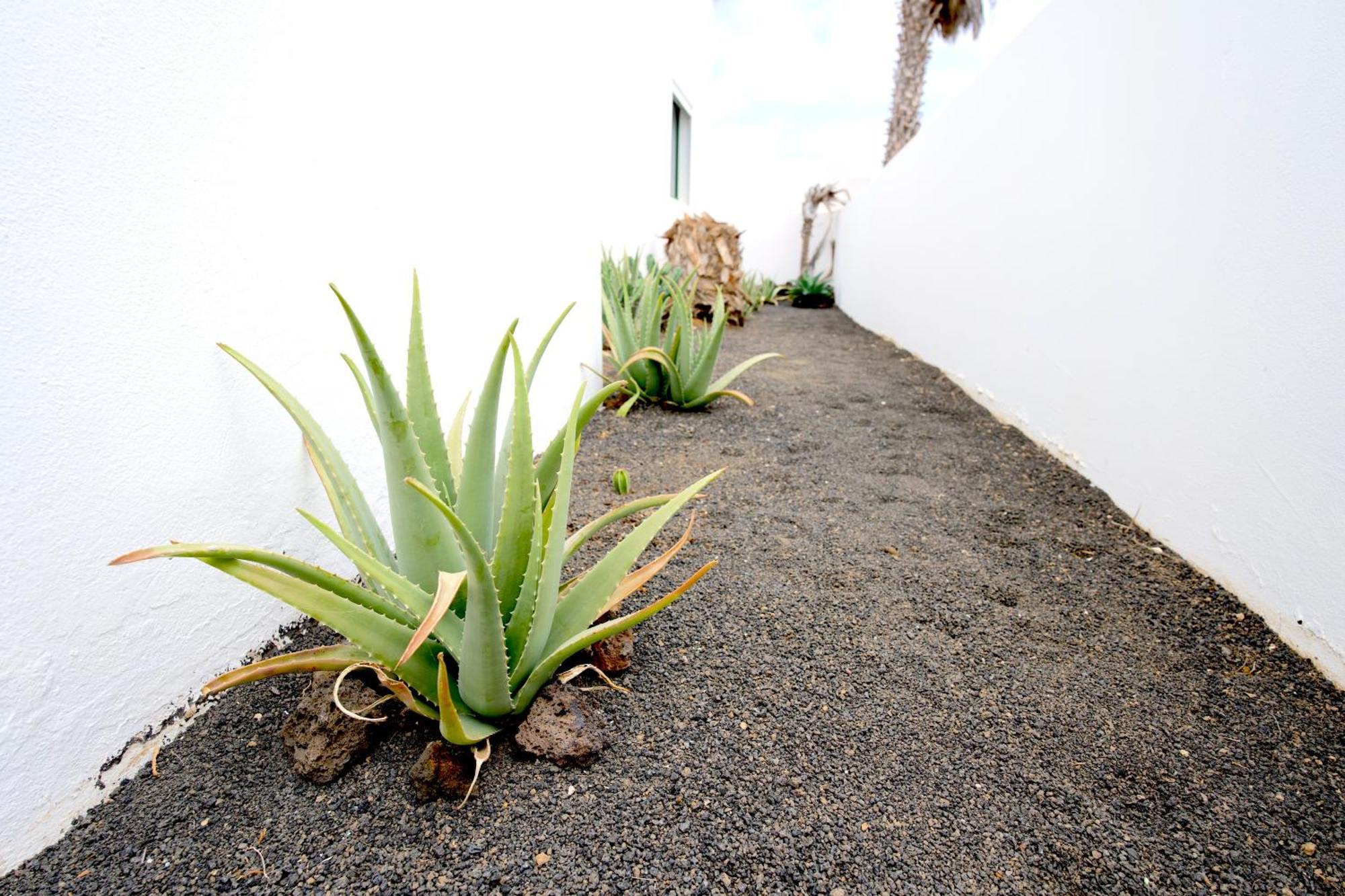 Kalendra, Rofe, Lanzarote Guatiza