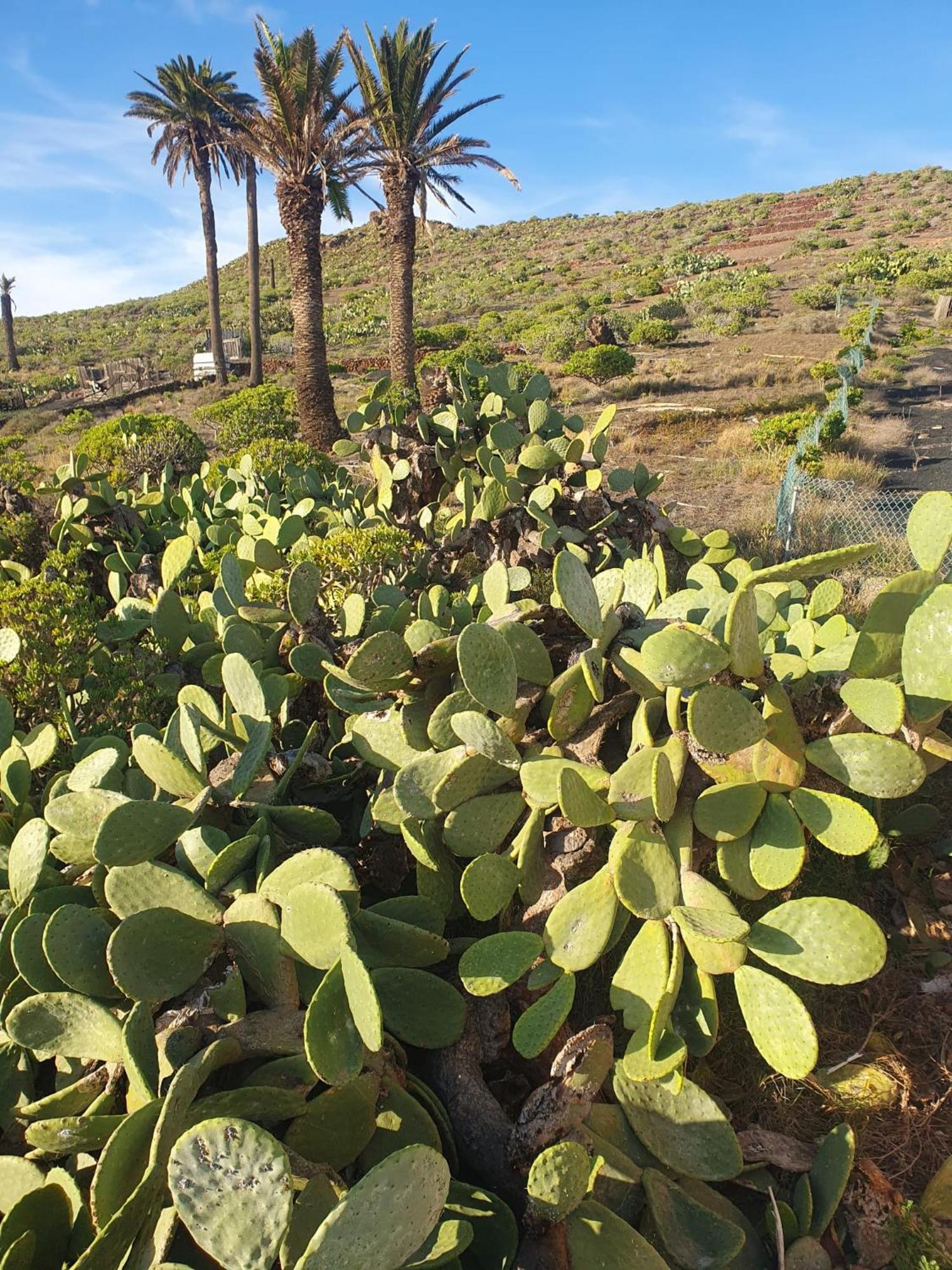 Holiday home Casa La Tunera, Country House, Haria, Lanzarote