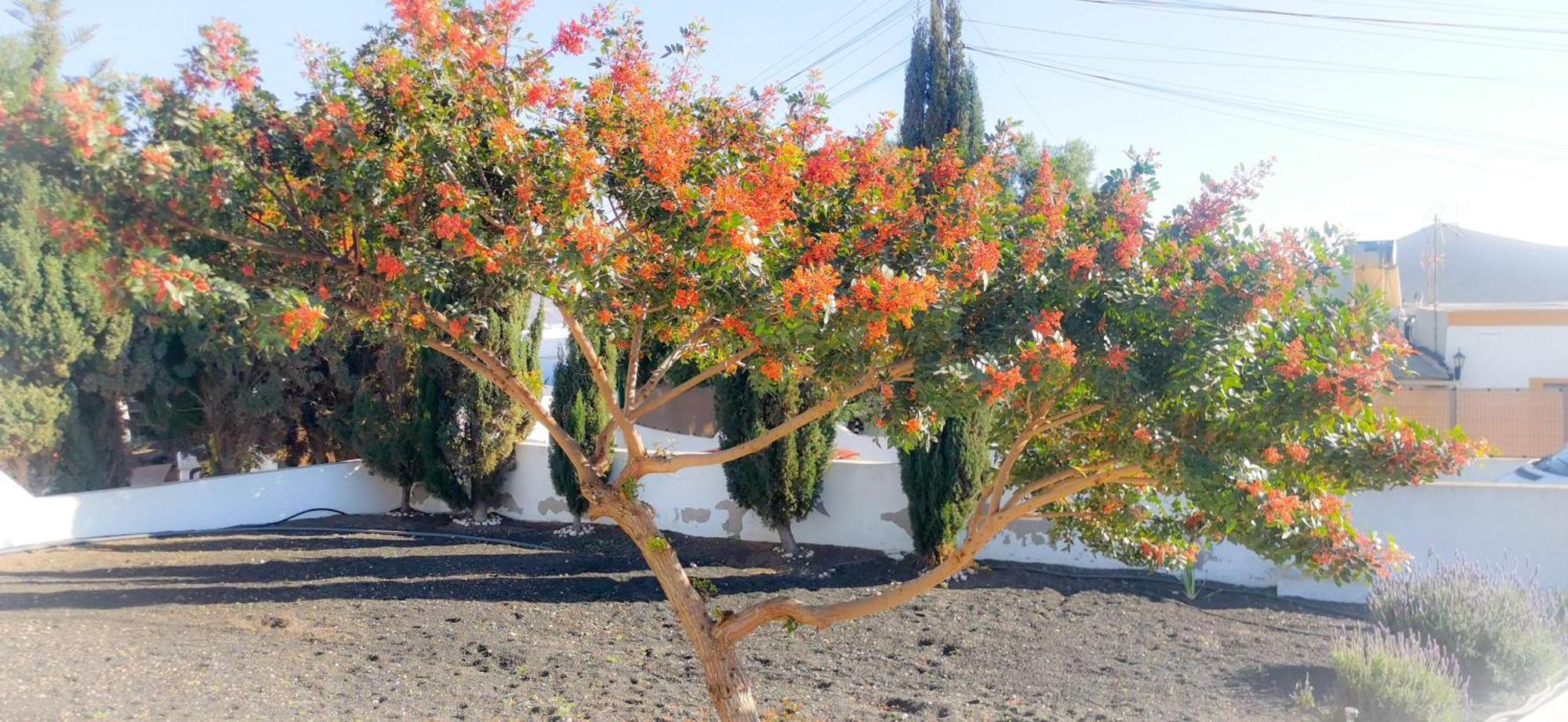 Casa Cernicalo * Nazaret