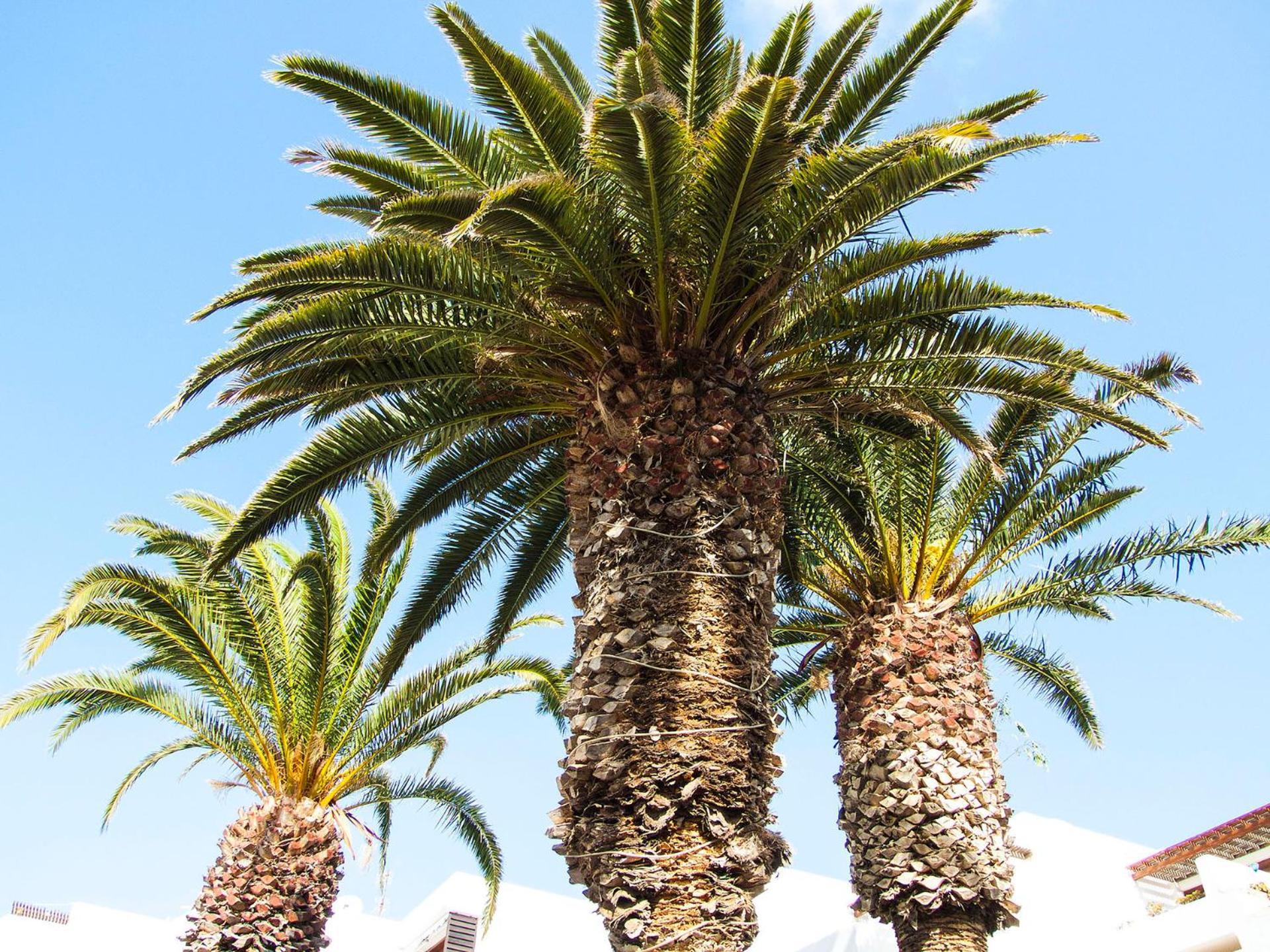 Apartamento Little Gem Apartment, Molinos Costa Teguise