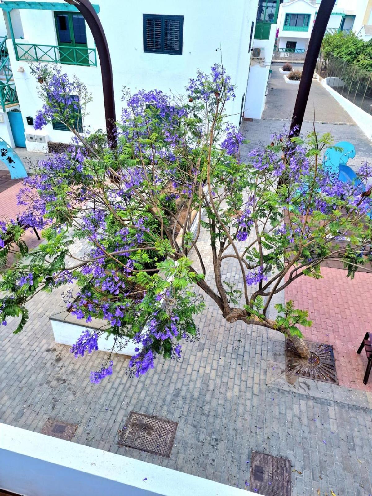 Apartamento Margarita Playa Blanca (Lanzarote)
