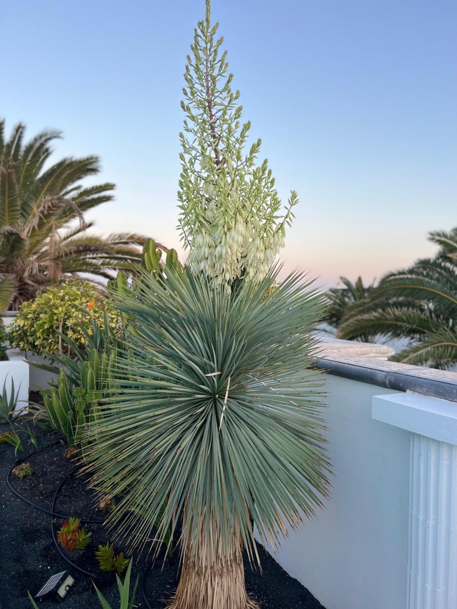 Oasis De Lujo - Luxury Boutique Costa Teguise