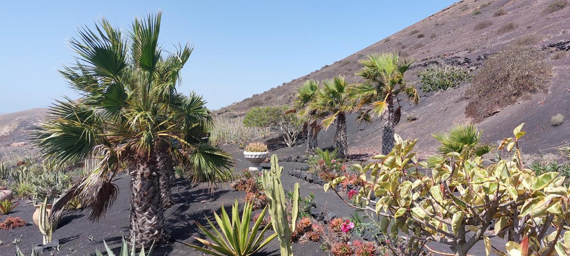 La Ranita 2 Empireo * La Asomada (Lanzarote)