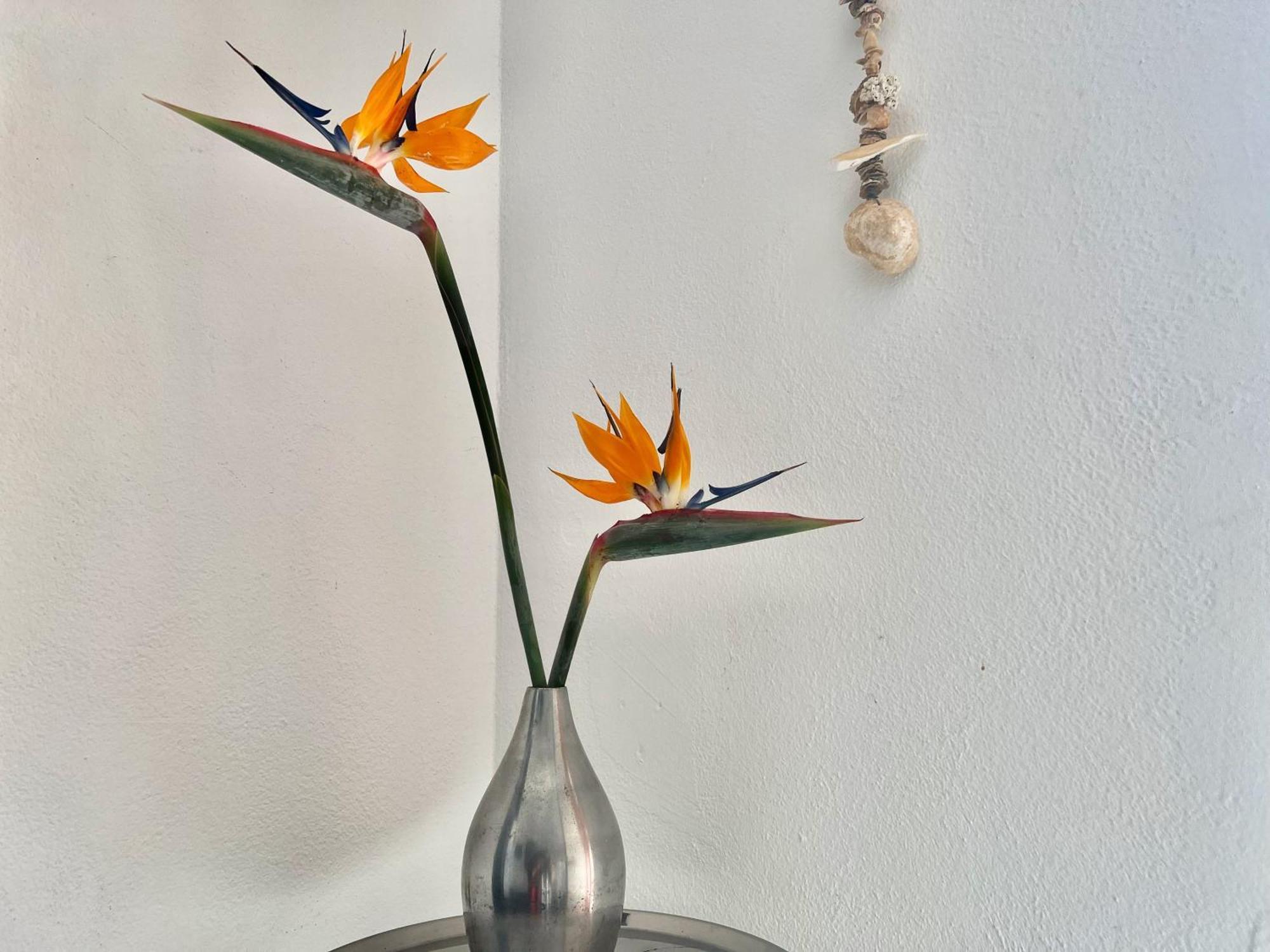 Casa Hibisco Mit Schoenem Garten * Uga