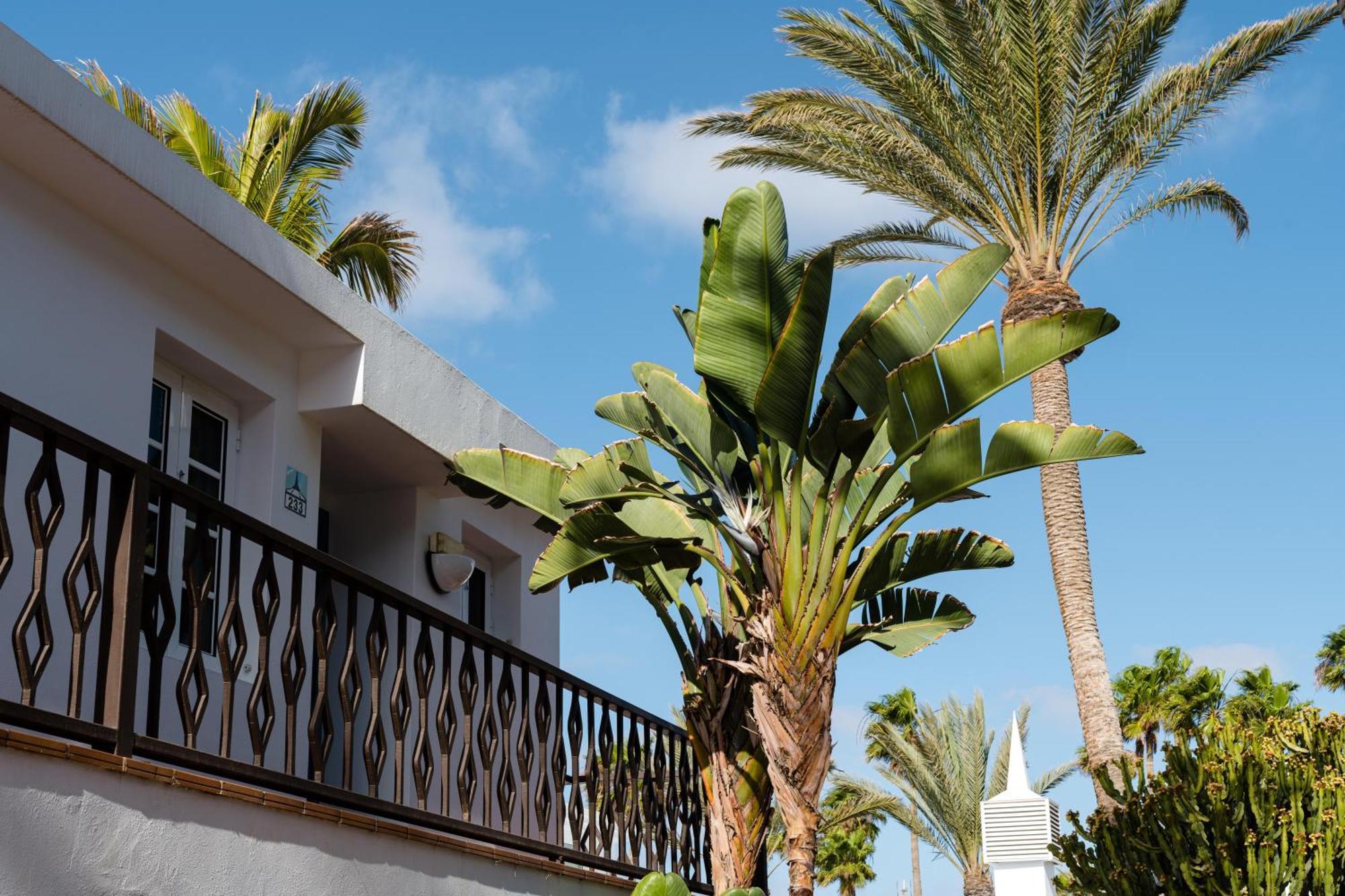 Fariones Puerto del Carmen (Lanzarote)