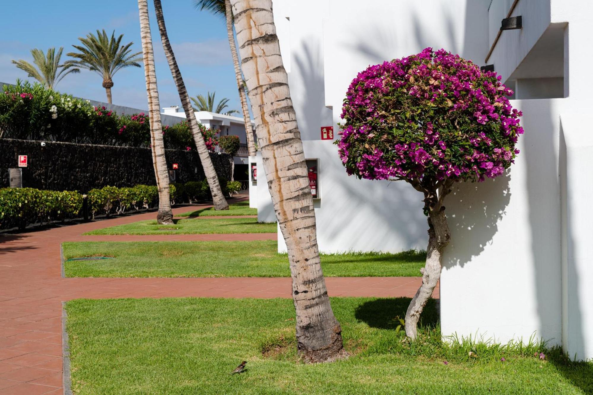 Fariones Apartamento Puerto del Carmen (Lanzarote)