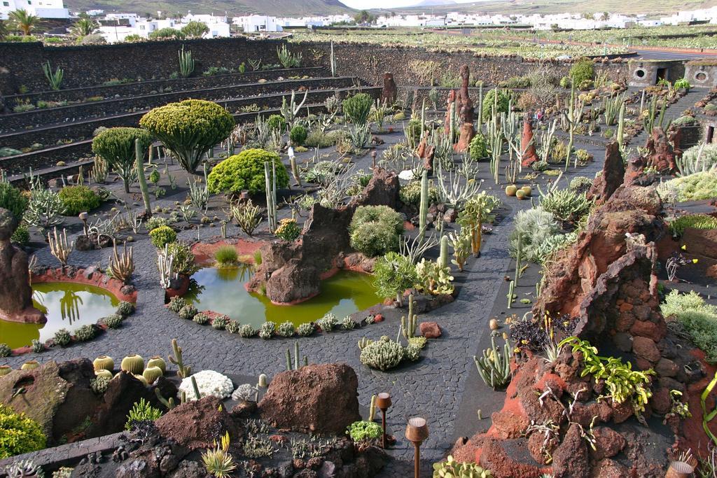 El Erizo Teguise (Lanzarote)