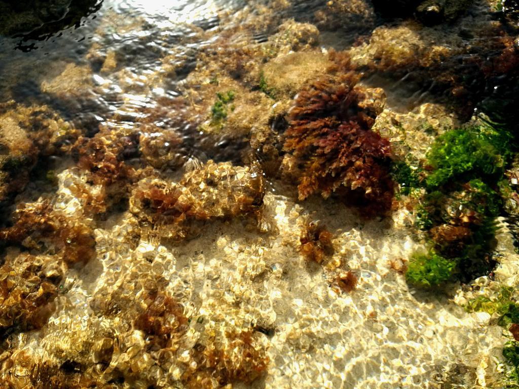 Perla Del Atlantico Órzola