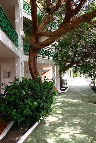 Ficus * Costa Teguise