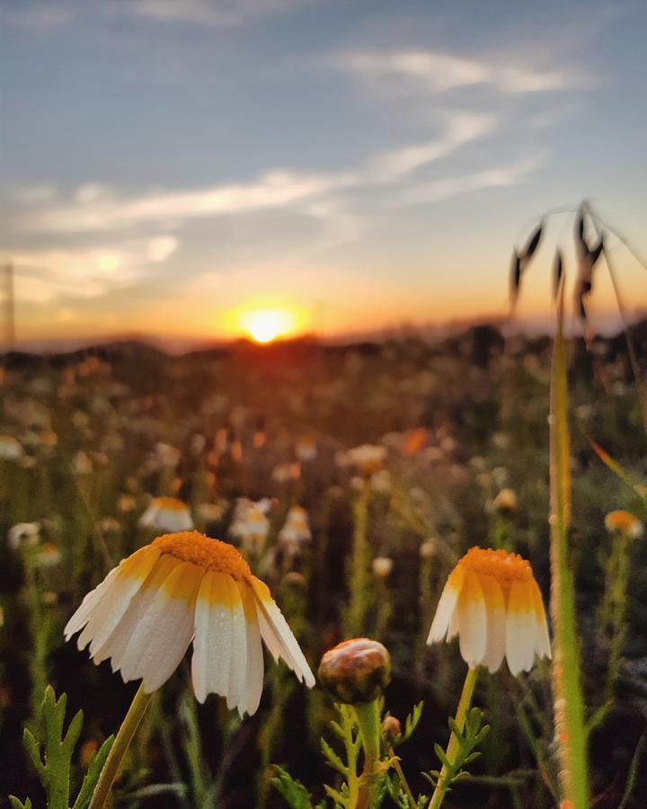 La Mimosa *