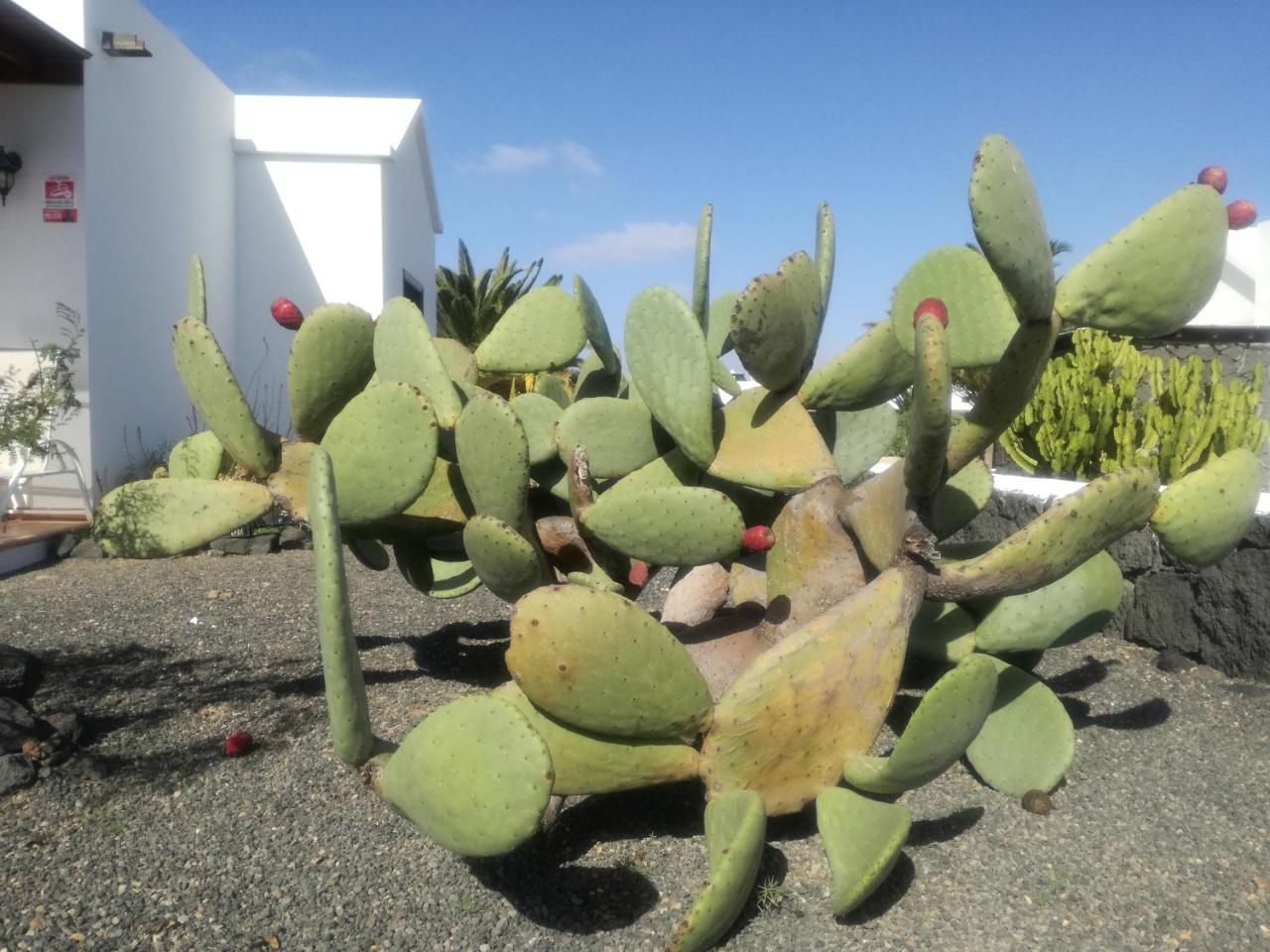 Cactus & Aloe Villa Playa Blanca (Lanzarote)