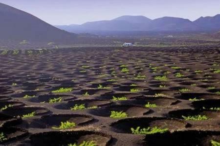 Calma, Ideal Familias Y Grupos Teguise (Lanzarote)