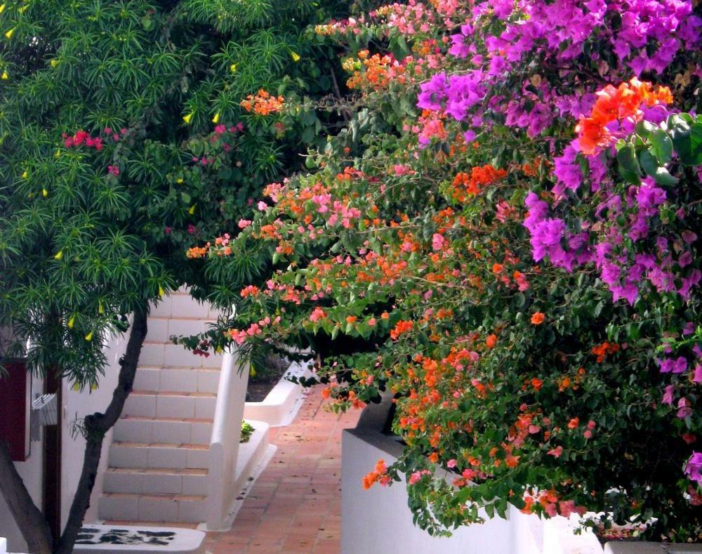 Tamarindos Puerto del Carmen (Lanzarote)