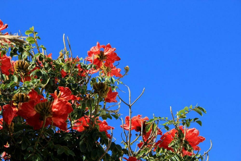 Tamarindos Puerto del Carmen (Lanzarote)