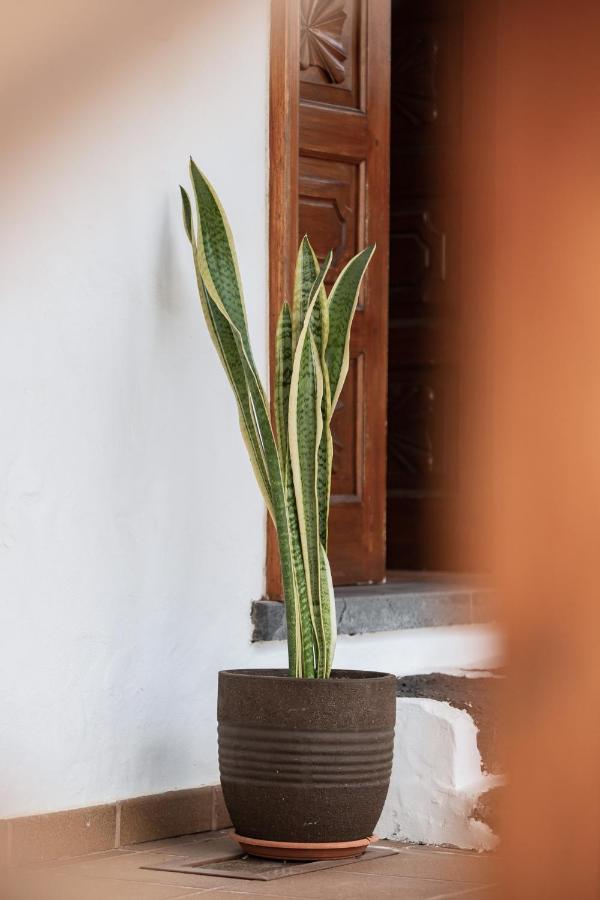 Guanapay En El Centro De Teguise