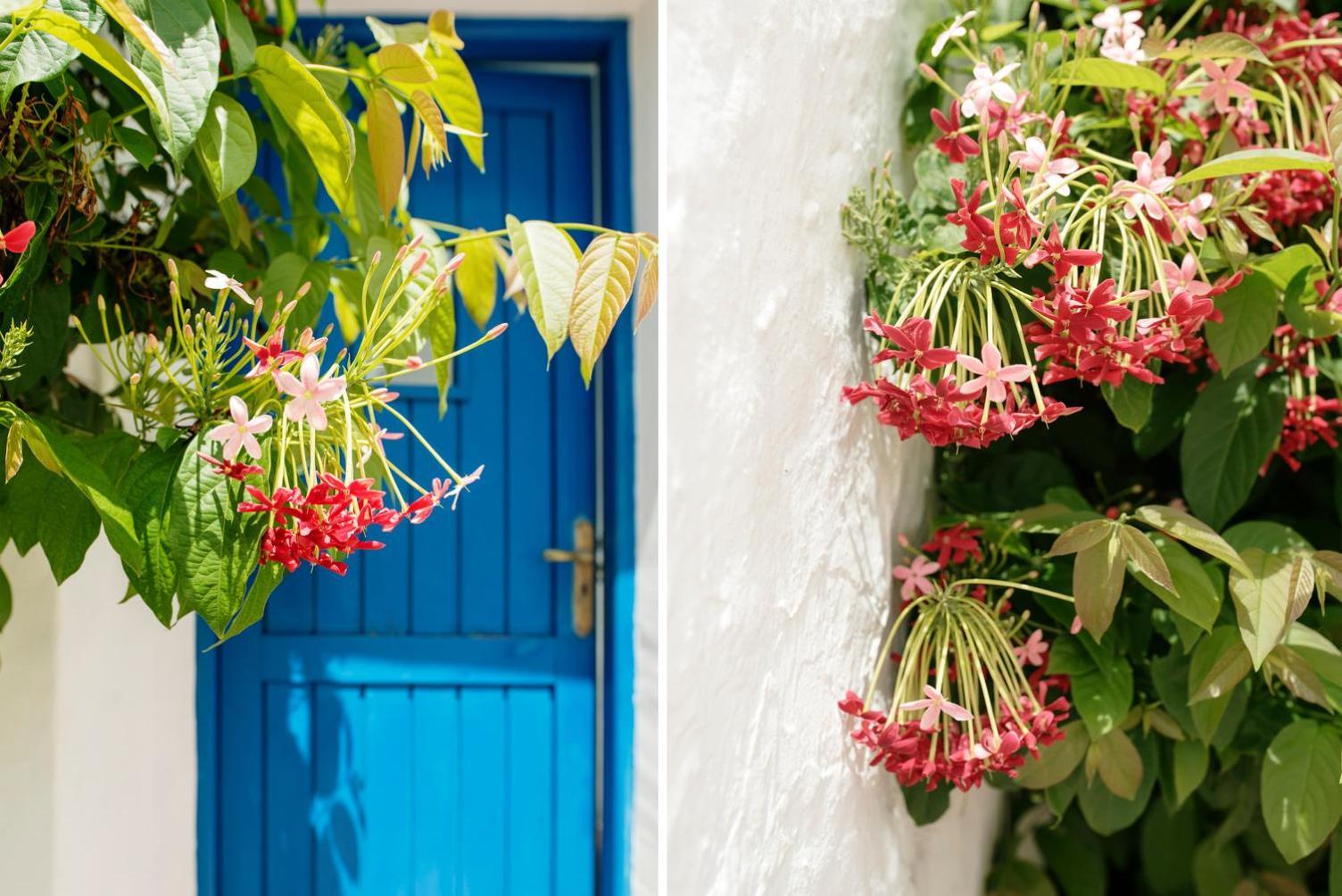 Casa Arboles - Lanzarote