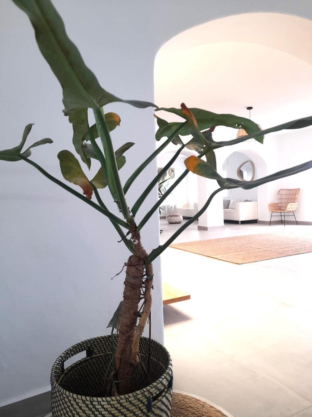 Renovated Mahalo With Swimming Pool & Tennis Court Tias