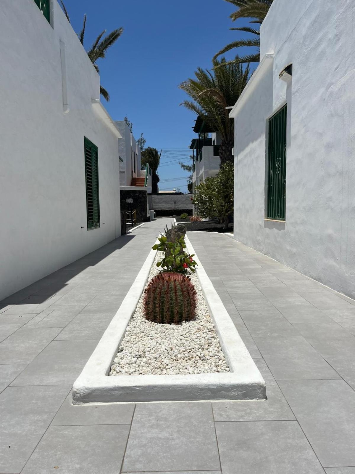 Lanza Palm