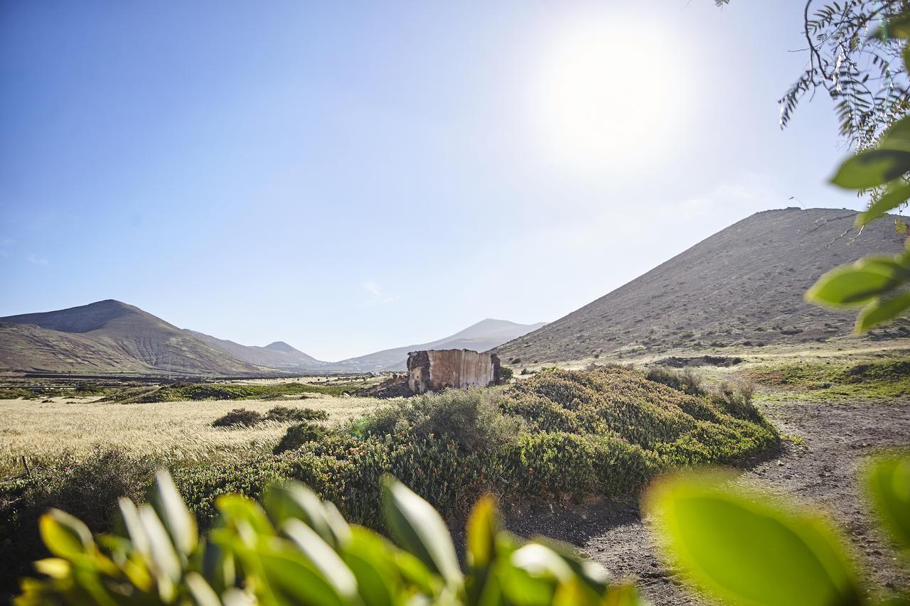 Palmeras Canarias * Uga