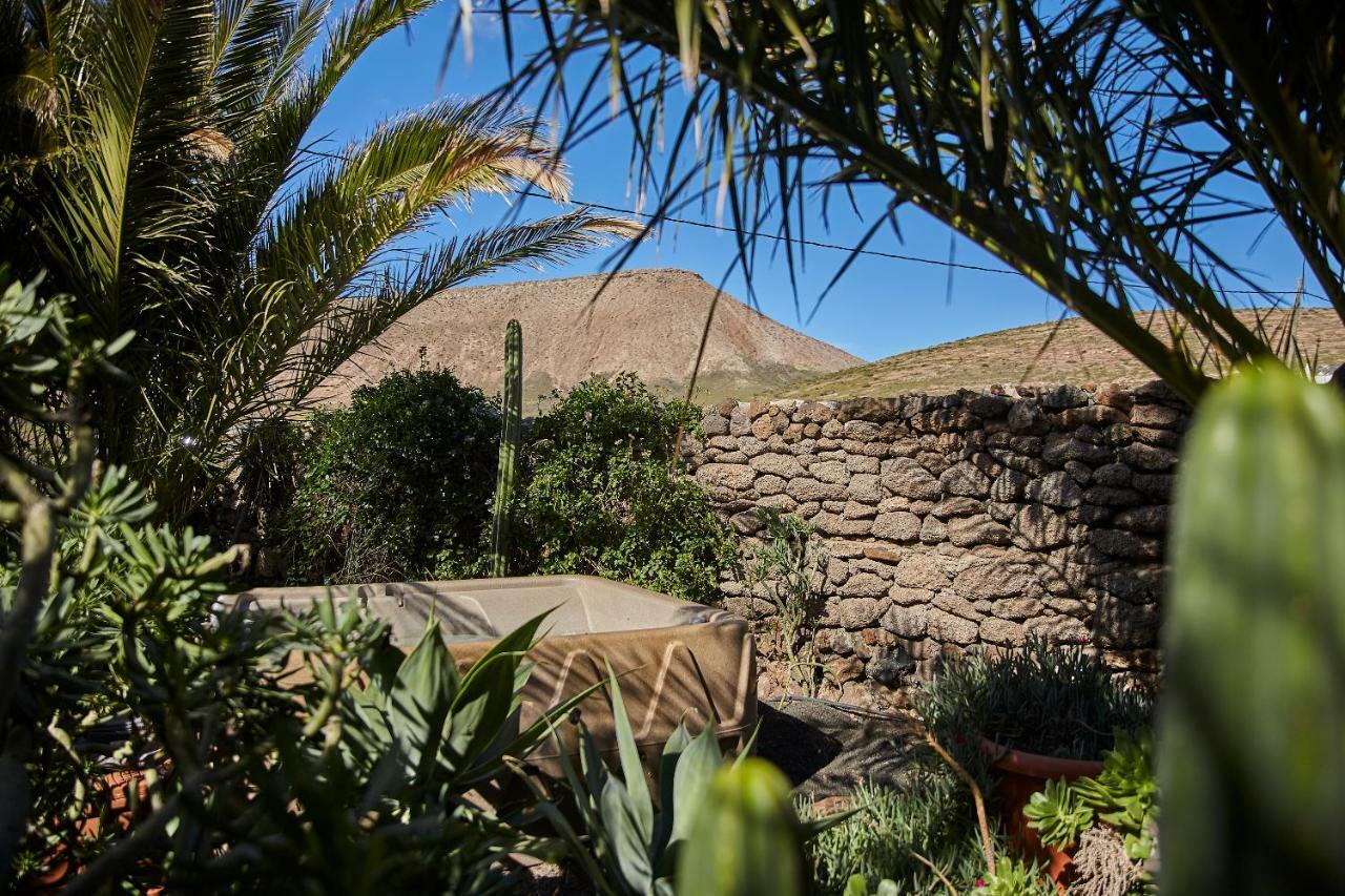 Palmeras Canarias